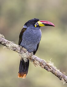 Grey-breasted mountain toucan (Andigena hypoglauca) Caldas.jpg