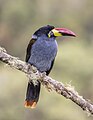 Grey-breasted mountain toucan