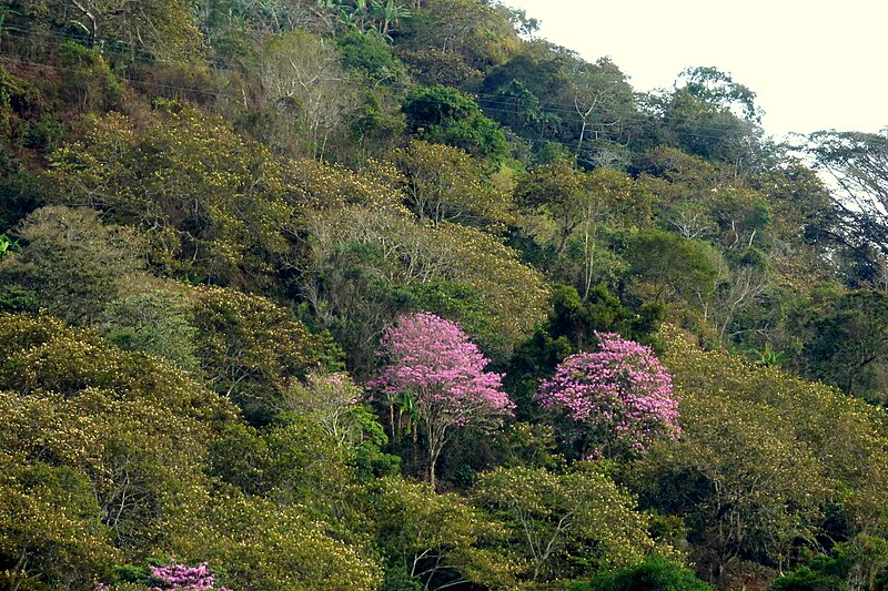 File:Guayacán rosado (Tabebuya rosea) (15498651122).jpg