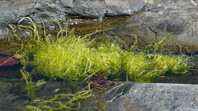 Gutweed (Ulva intestinalis)