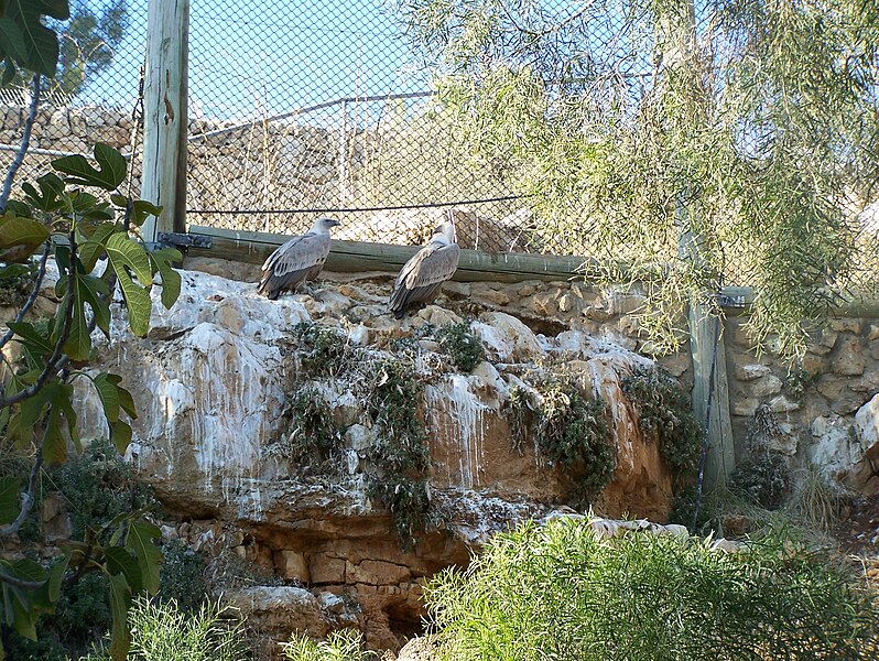 File:Gyps fulvus in Jerusalem Biblical Zoo 069.jpg