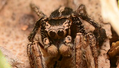 Habronattus orbus adult male leg.jpg