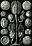 Haeckel Cystoidea.jpg