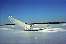 Snowy owl, the official bird of Quebec Harfang en vol 1.jpg