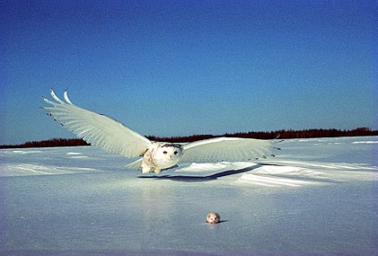 Пример уклапања снежне сове у околину