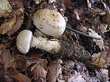 Hebeloma radicosum 2.jpg