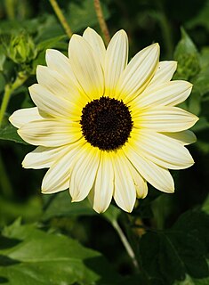 <i>Helianthus debilis <span style="font-style:normal;">subsp.</span> cucumerifolius</i> Subspecies of sunflower