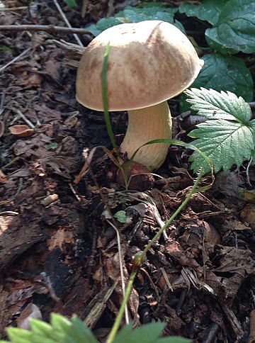 Hemileccinum