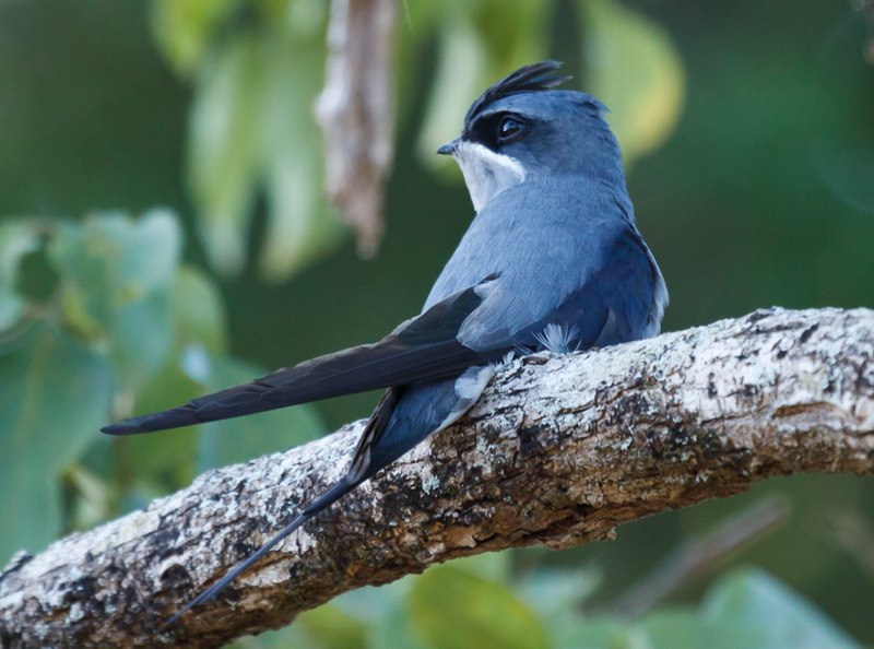 File:Hemiprocne coronata female by Thimindu Goonatillake (cropped).jpg