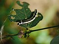 Herbivory caterpillar P1130648 02.jpg