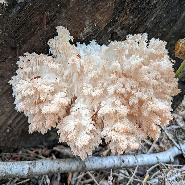 File:Hericium coralloides Burlington Vermont.jpg