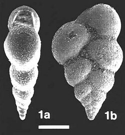 Heterohelix glabrans.jpg