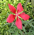 Hibiscus coccineus