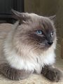 Himalayan Kater 5 Jahre alt Lilac Point