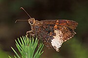 Achalarus lyciades (hoary edge) Adult, ventral view of wings.