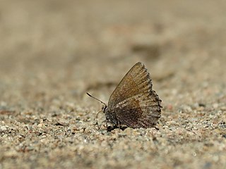 <i>Callophrys polios</i> Species of butterfly