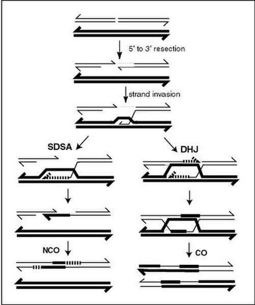 A current model of meiotic recombination, initiated by a double-strand break or gap, followed by pairing with an homologous chromosome and strand inva