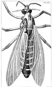 Hooke's drawing of a gnat.