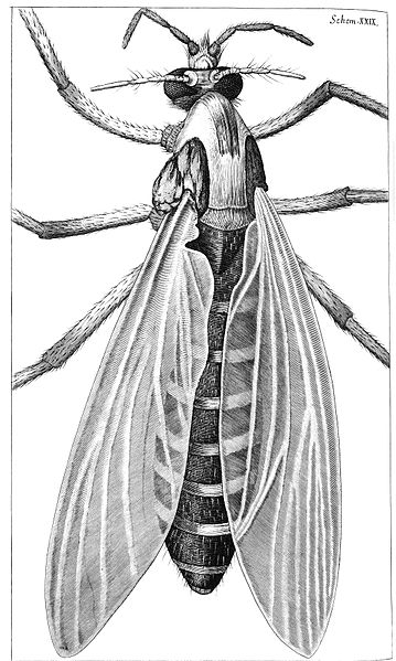 File:Hooke-gnat.jpg