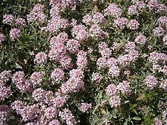 Alyssum spinosum L. (Hormathophylla spinosa (L.)).