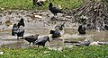 House Crows (Corvus splendens) bathing in Kolkata I IMG 4324.jpg