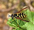 Femelle de Chrysotoxum intermedium démontrant les capacités mimétiques de la famille Syrphidae.