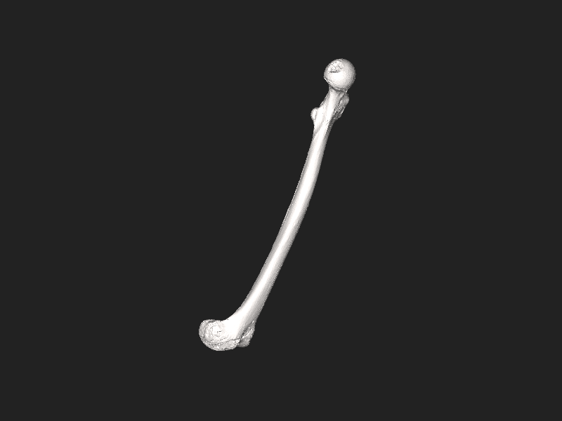 File:Human femur.stl