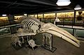 오클라호마 골해부학 박물관의 혹등고래 뼈