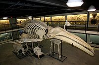 Humpback whale skeleton on display at The Museum of Osteology, Oklahoma City, Oklahoma