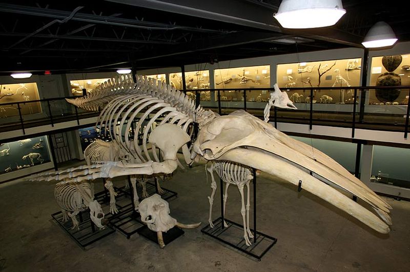 File:Humpback Whale Skeleton Museum of Osteology.jpg