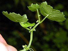 H. americana dakika çiçeklerini gösteriyor