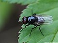 Hydrotaea ignava (Harris, 1780)