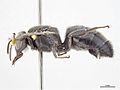 Hylaeus globuliferus m.jpg