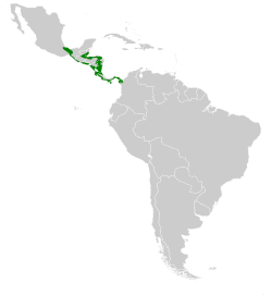 Distribución de Hylocharis eliciae