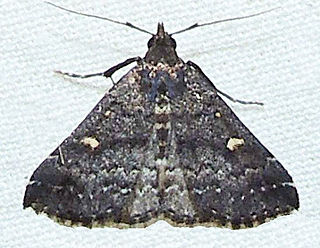 <i>Hypenula</i> Genus of moths