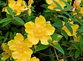 * Nomination Hypericum hybrid (likely Hypericum x hidcoteense 'Hidcote') in Grimbergen, Belgium --Trougnouf 11:46, 4 August 2023 (UTC) * Promotion Good quality--Luda.slominska 20:18, 10 August 2023 (UTC)