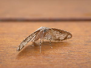 Hypolamprus melilialis3.jpg