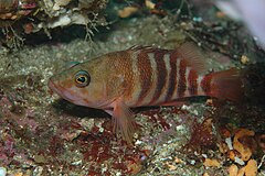 Description de l'image Hypoplectrodes huntii (Redbanded perch).jpg.