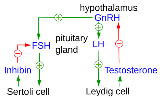 Hypothalamus-Hypophysis-Testicle-Hormone-Axis (engl.)