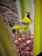 Icterus nigrogularis Turpial amarillo Yellow Oriole (16326131001).jpg