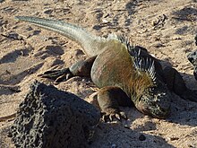 Ficheiro:Iguana_on_the_beach_at_the_Charles_Darwin_Research_Station_photo_by_Alvaro_Sevilla_Design.JPG