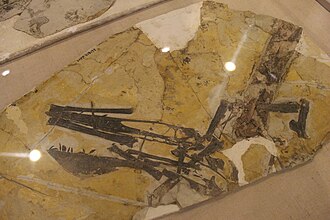 Holotype specimen of Ikrandraco Ikrandraco-Paleozoological Museum of China.jpg