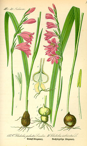 Illustration Gladiolus palustris0.jpg