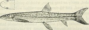 Parakneria cameronensis