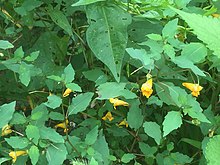 A carpenter bee feeding on jewelweed Impatiens capensis with bumblebee.jpg