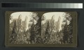 Imposing Cathedral Rocks, heights above valley nearly 3000 ft., Yosemite, Cal., U.S.A (NYPL b11707295-G89F371 001F).tiff