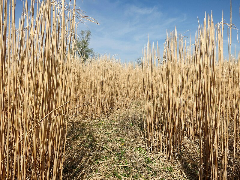 File:In the Elephant Grass - geograph.org.uk - 4486837.jpg