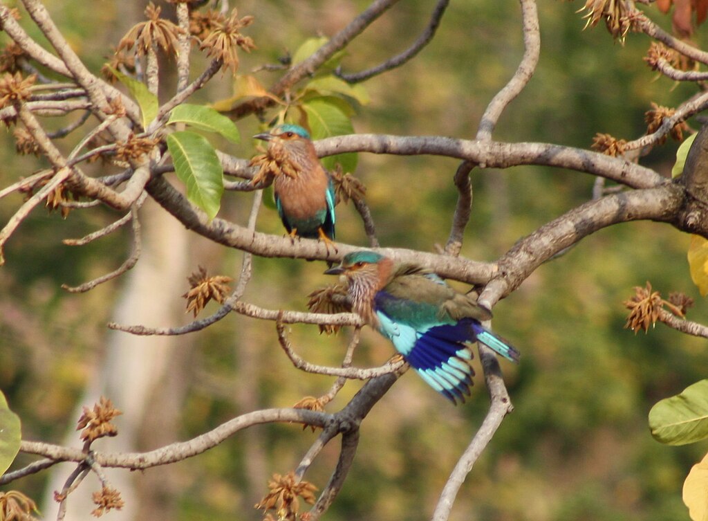 When Tadoba's loss proved to be Melghat's gain | Nagpur News - Times of  India