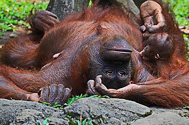 Induk Orang Utan Tertidur