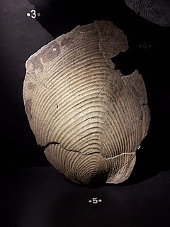 <i>Inoceramus</i> Extinct genus of bivalves